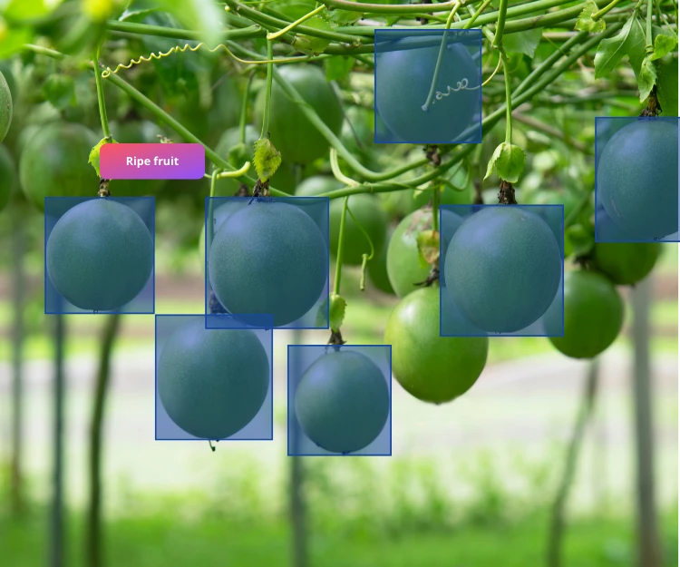 2D Bounding Box Annotation for Crop Detection